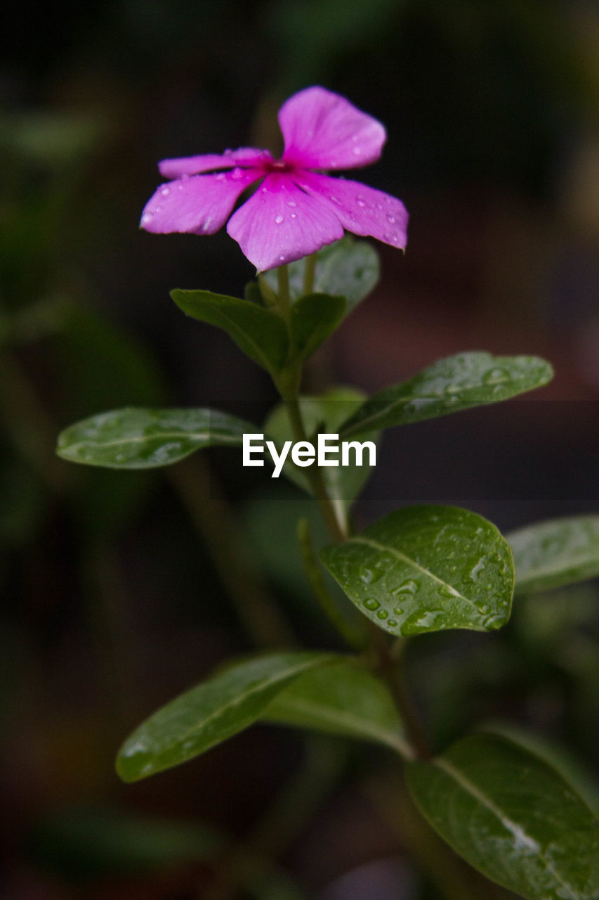 Close-up of purple periwinkle blooming outdoors