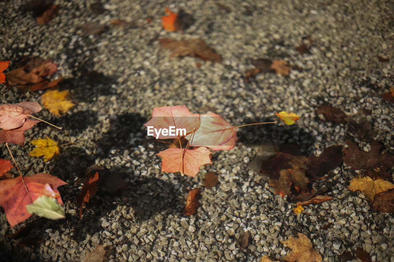 HIGH ANGLE VIEW OF AUTUMNAL LEAVES ON GROUND