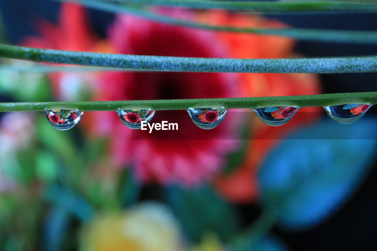 Close-up of water drops on multi colored tree
