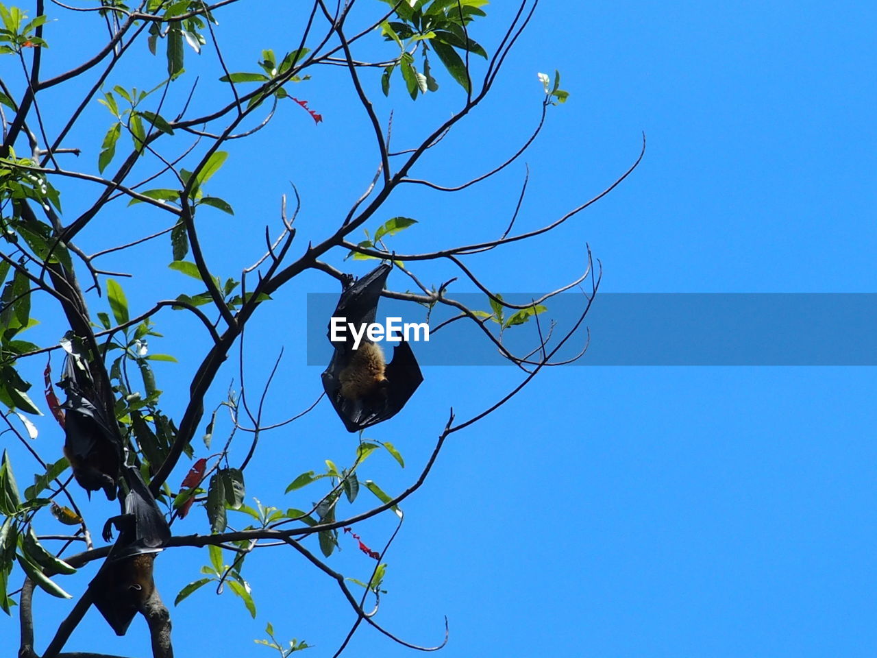 Low angle view of bats sleeping on tree against cloudy sky