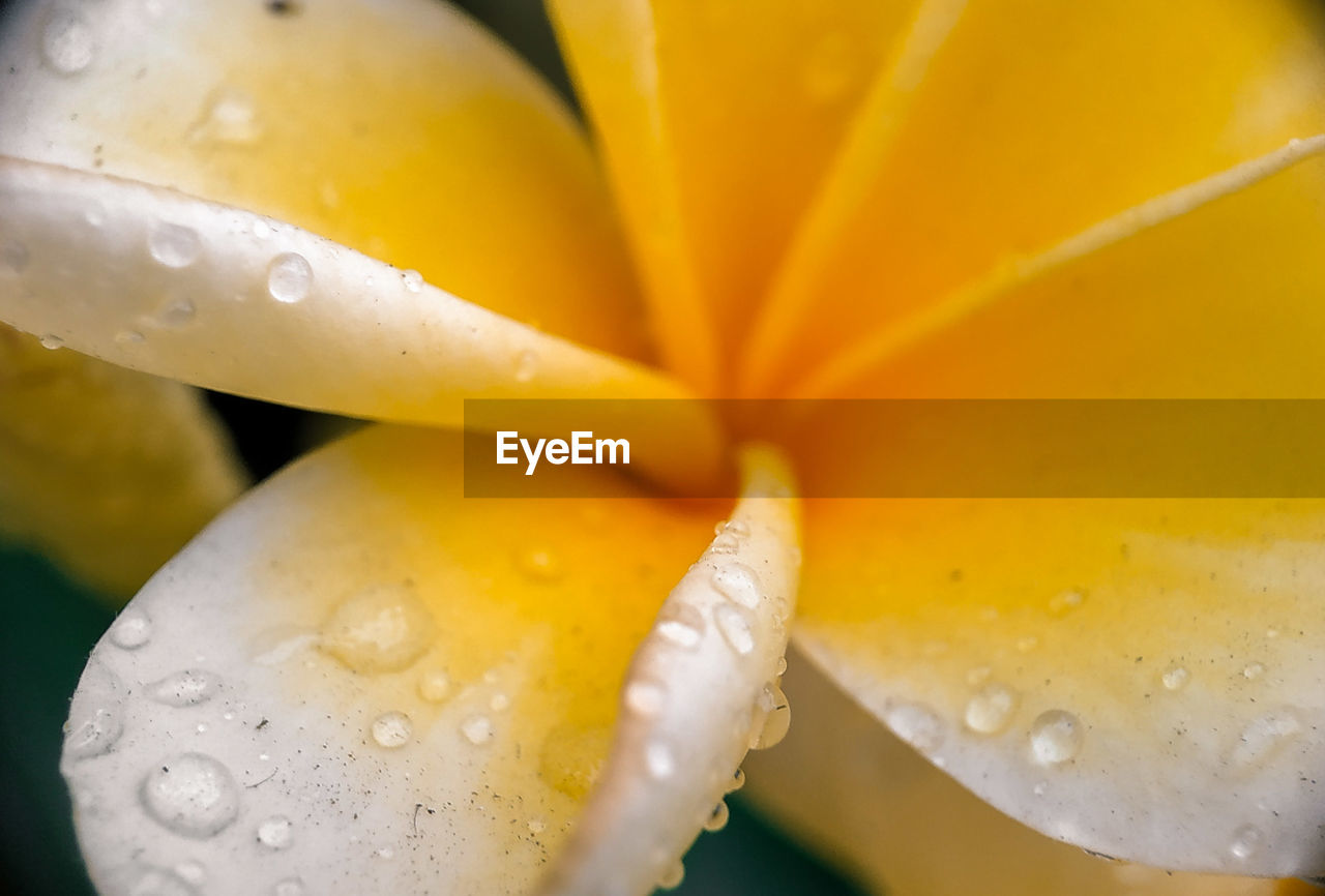 Close-up of wet yellow flower