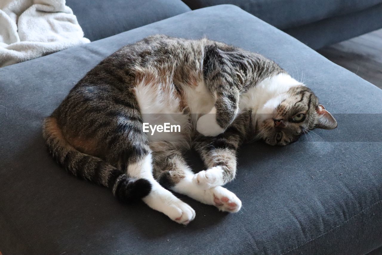 HIGH ANGLE VIEW OF CAT LYING ON SOFA