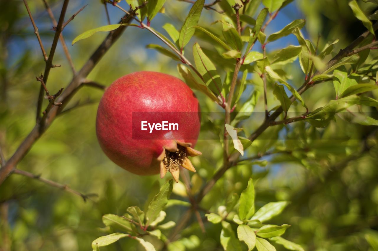 CLOSE-UP OF RED APPLES ON TREE