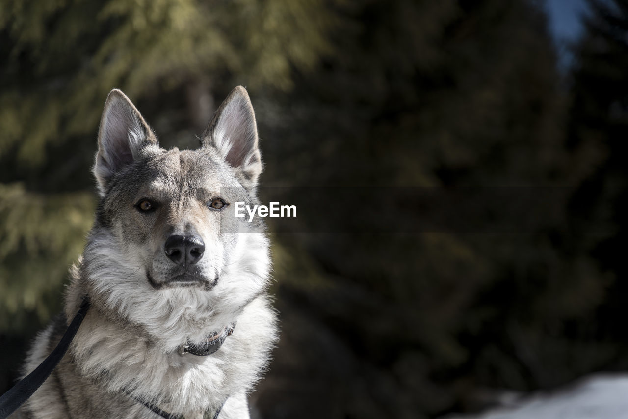 Close-up portrait of a dog