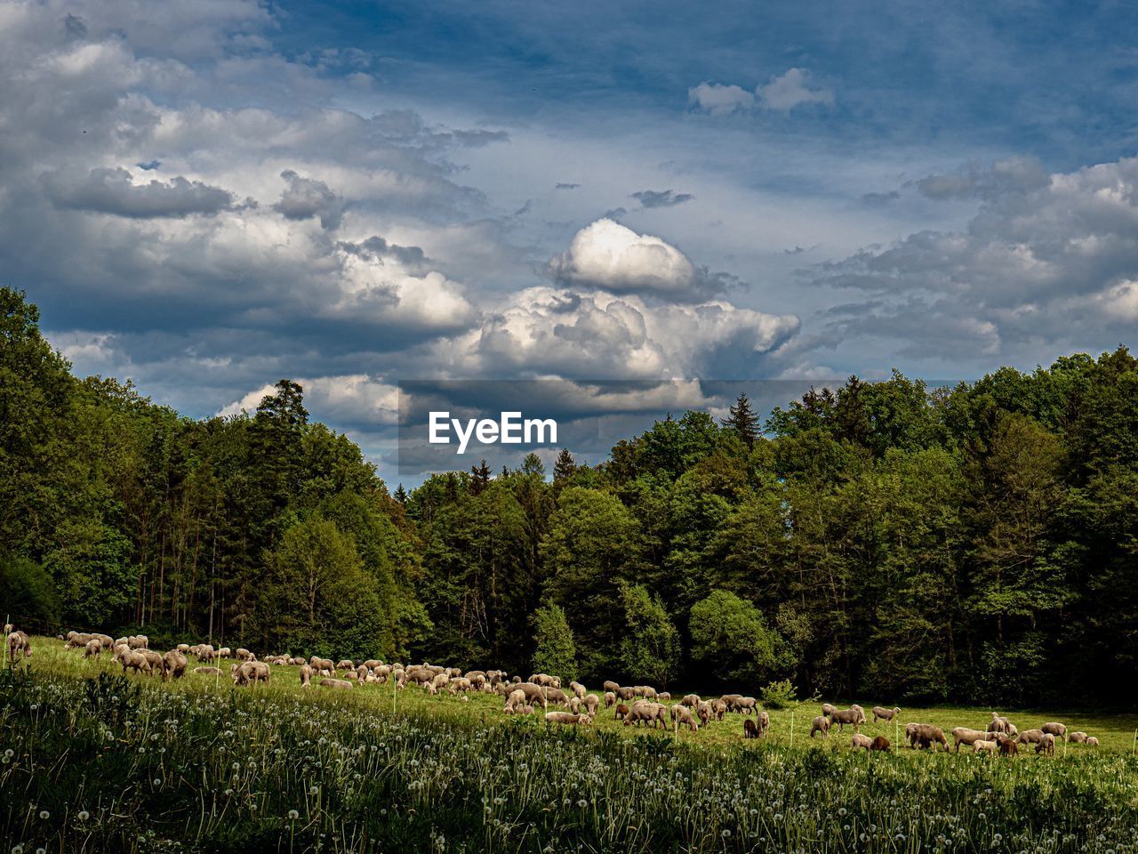 TREES GROWING ON FIELD AGAINST SKY IN FOREST