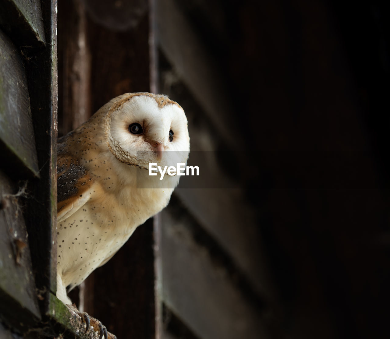 Low angle view of owl perching on metal