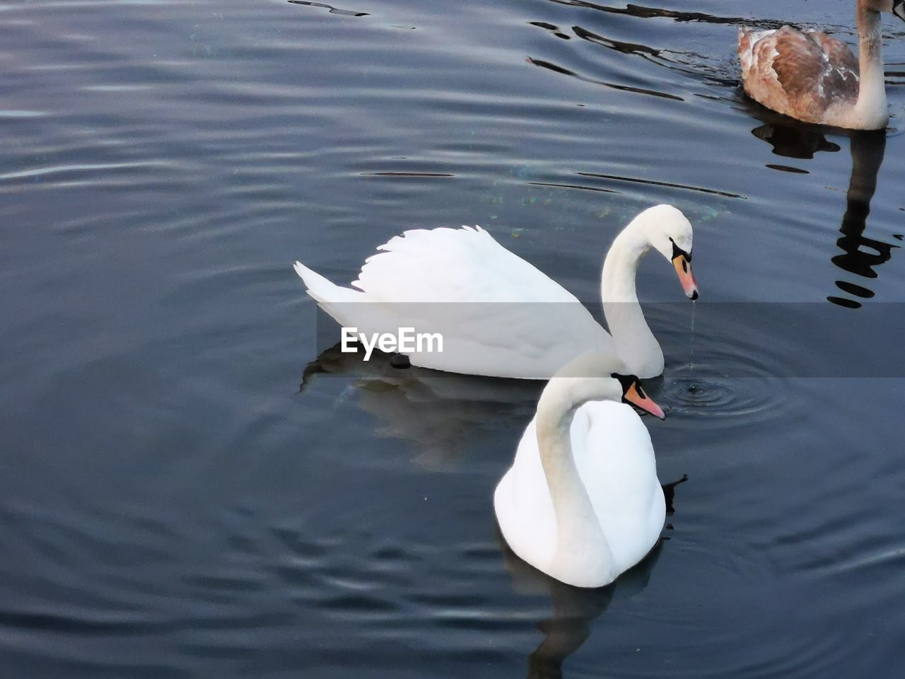 SWANS SWIMMING IN LAKE