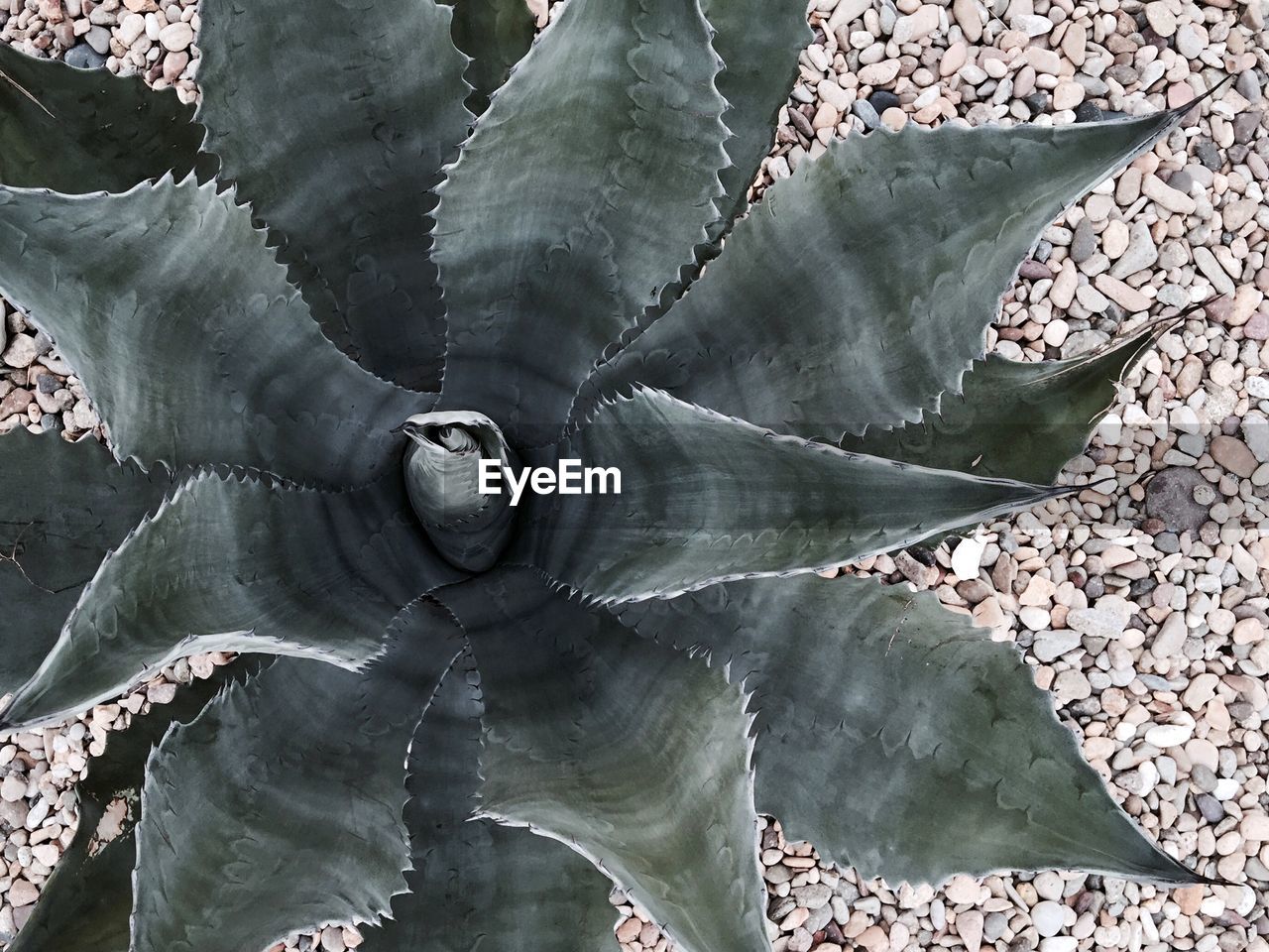 High angle view of agave growing on desert