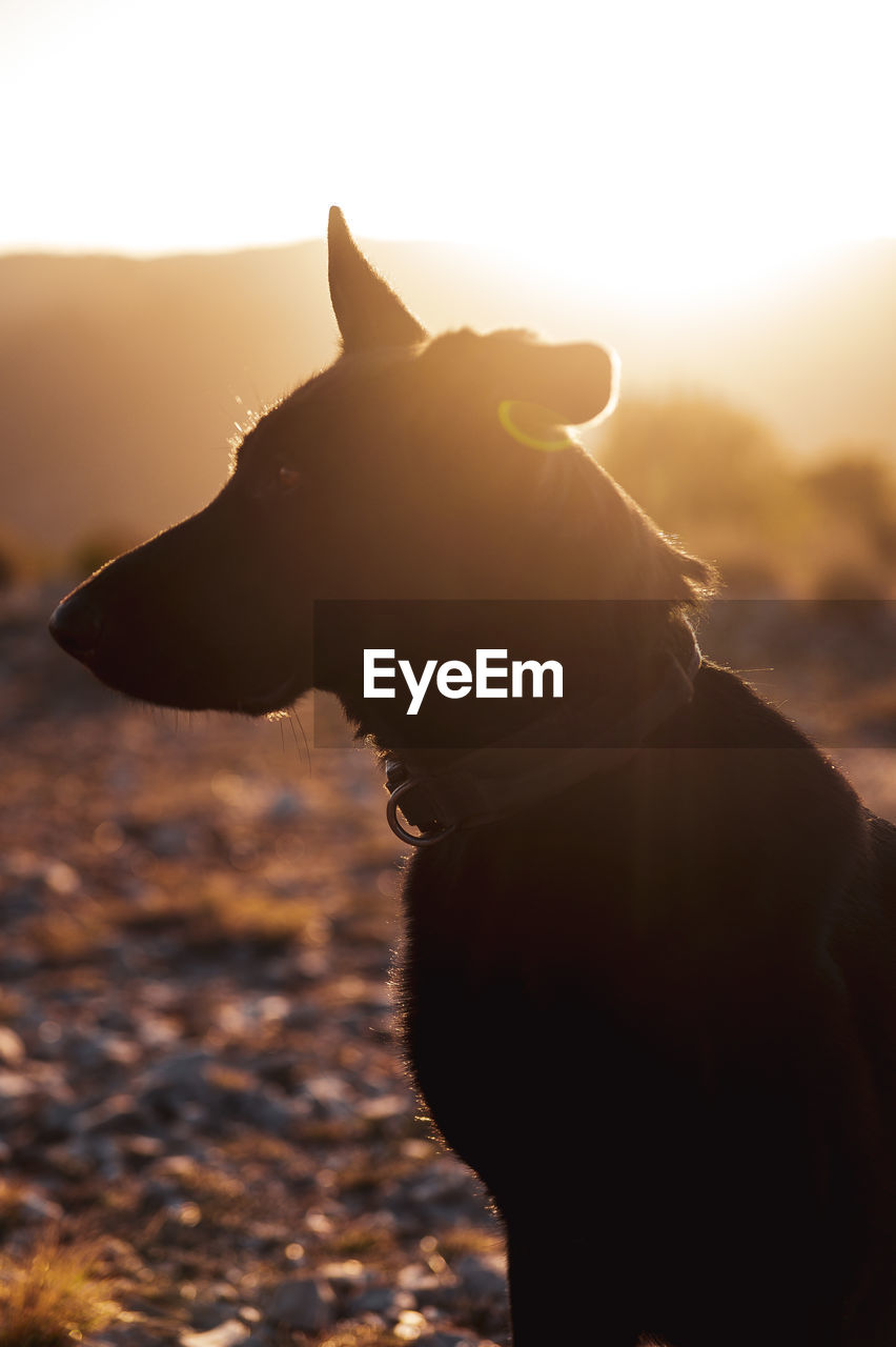 Side view of obedient black dog sitting on stony ground in hilly terrain under sunset sky