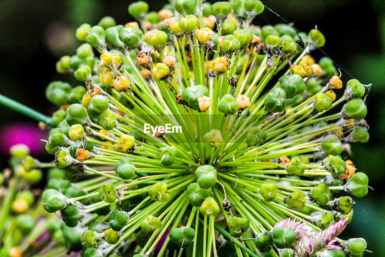 Close-up of flowers growing outdoors