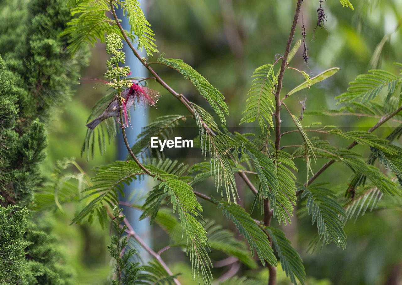 Close-up of insect on plant