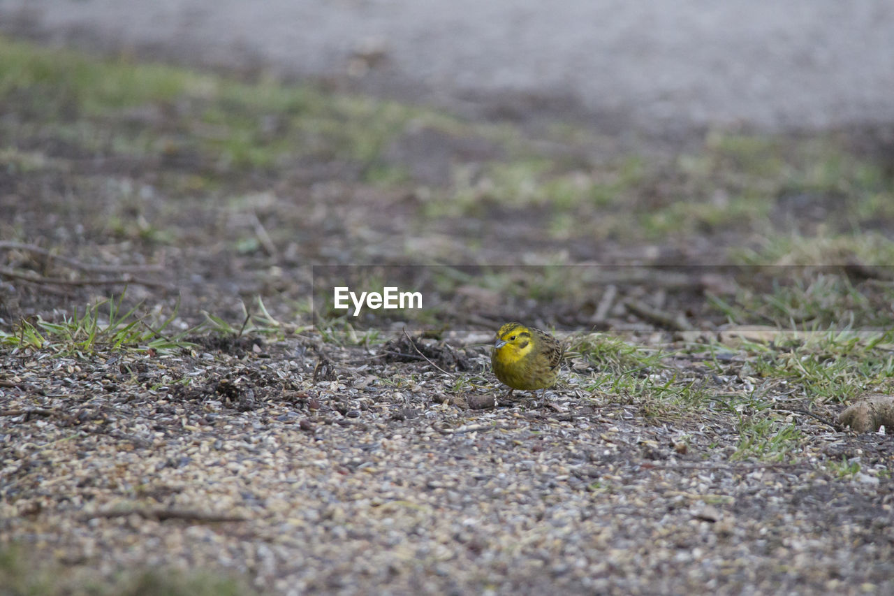 CLOSE-UP OF BIRD IN FIELD