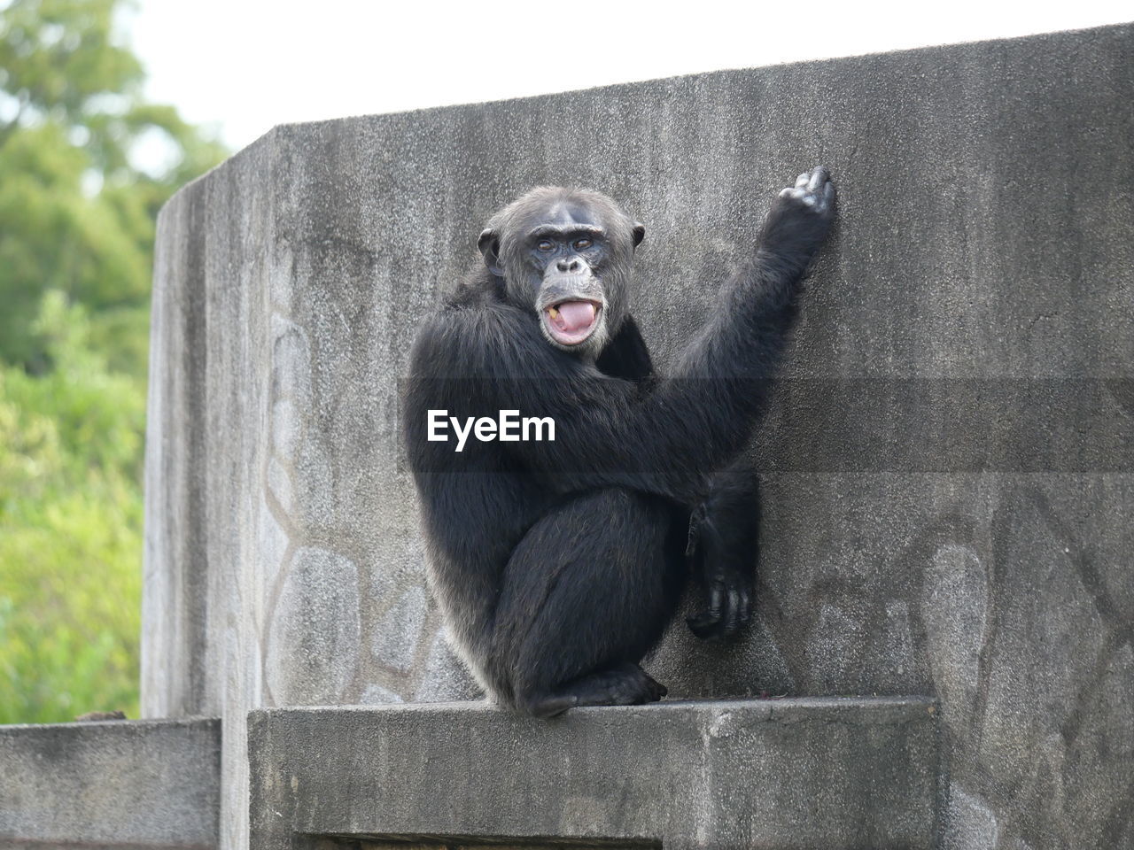 Monkey sitting on wall in zoo