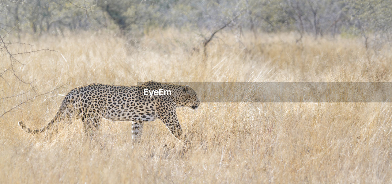 Leopard walking on land