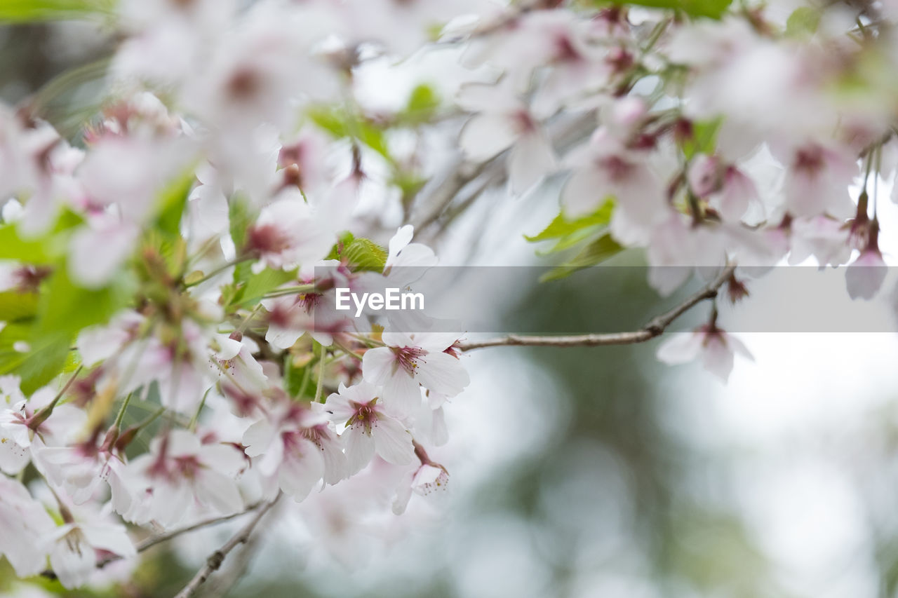 plant, flower, flowering plant, tree, beauty in nature, blossom, springtime, freshness, nature, fragility, branch, growth, pink, spring, close-up, cherry blossom, selective focus, outdoors, no people, day, flower head, produce, macro photography, twig, tranquility, food and drink, inflorescence, white, pastel colored, petal, botany, plant part, cherry tree, defocused, environment, food, backgrounds, leaf, cherry, almond, fruit tree, almond tree