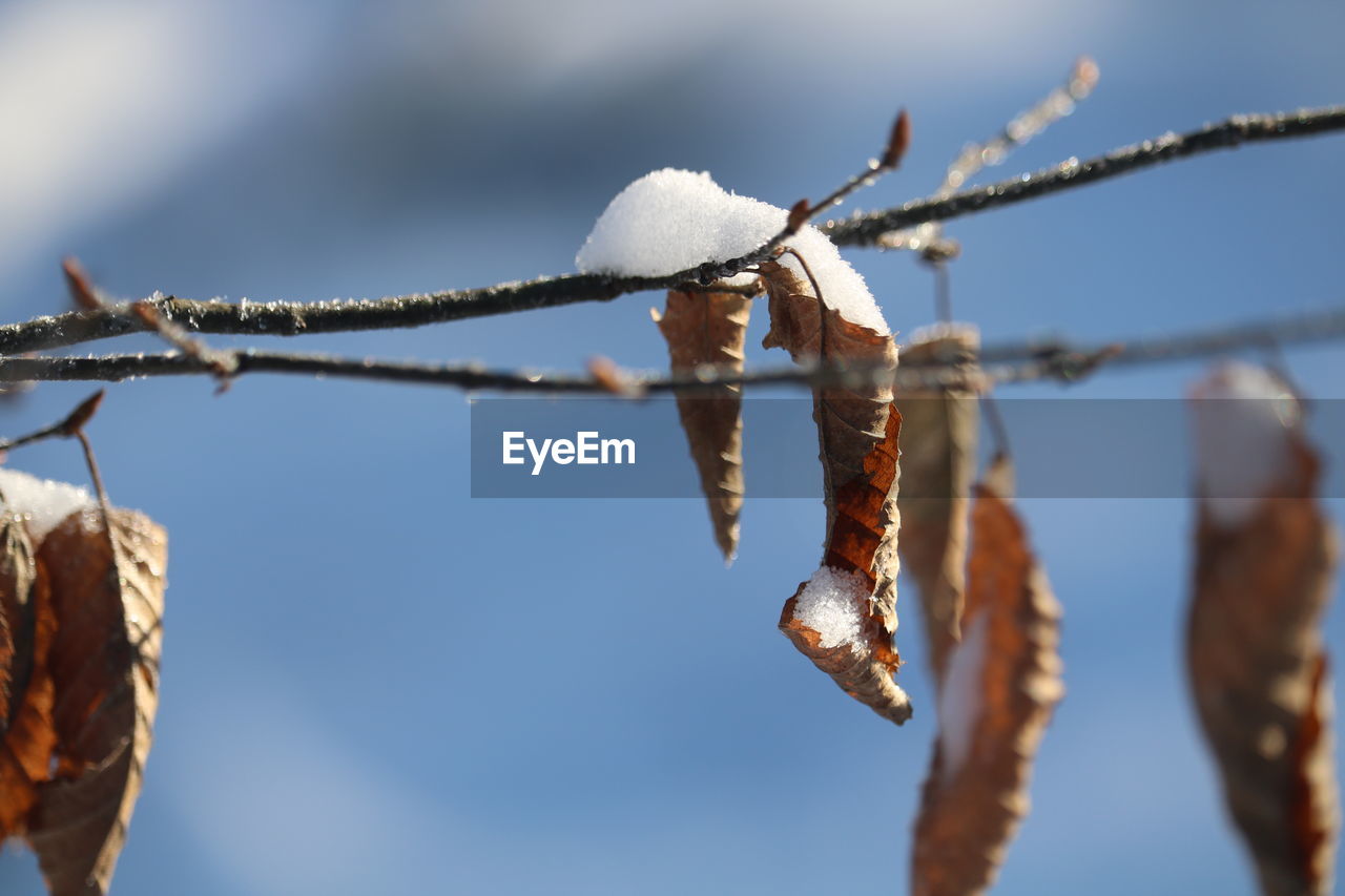 Close-up of frozen plant against sky