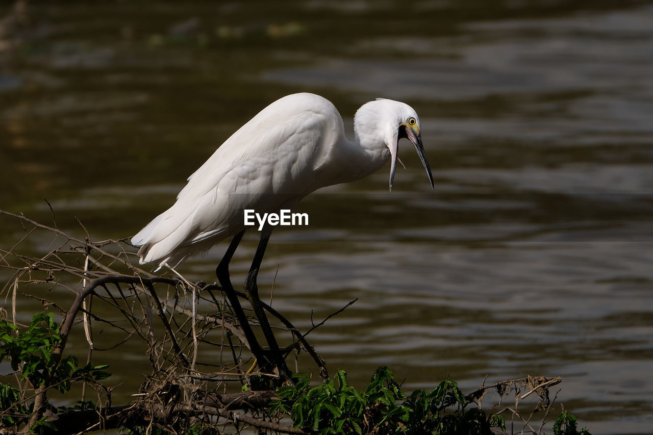A egretta garzetta opening its beak and showing its tongue while alighted on a branch on the river.