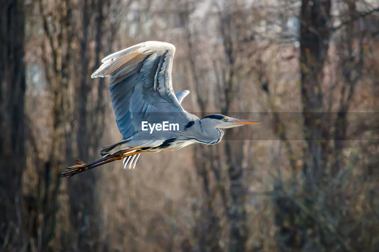 A gray heron in flight in a city park. the middle of autumn.