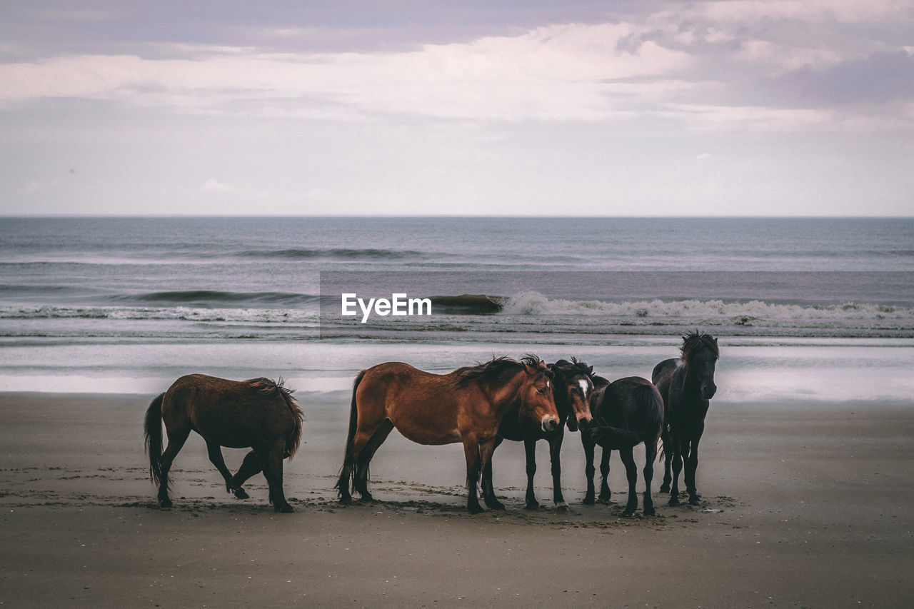 HORSES ON SEA SHORE