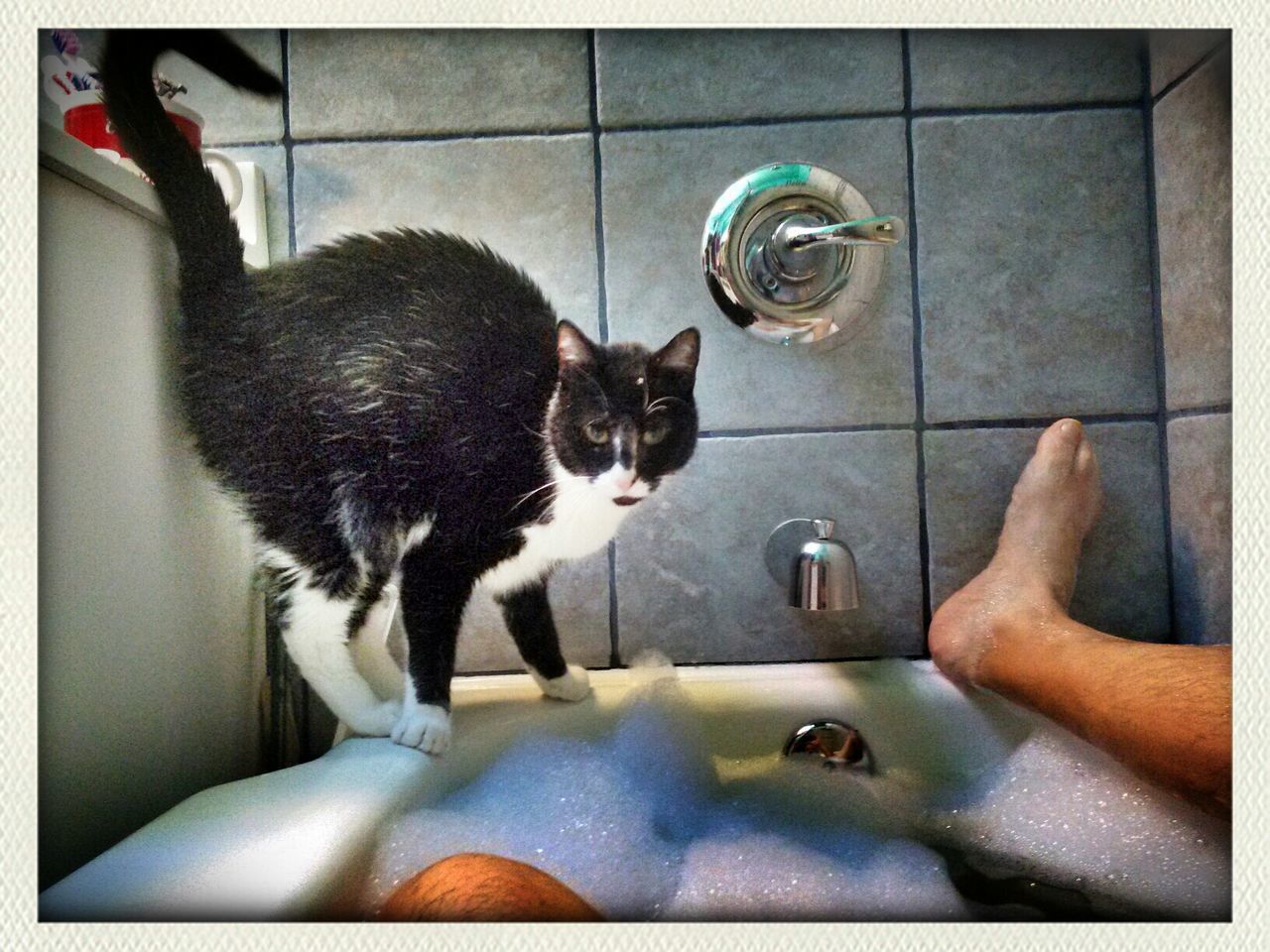 Low section of person in bathtub with cat in bathroom