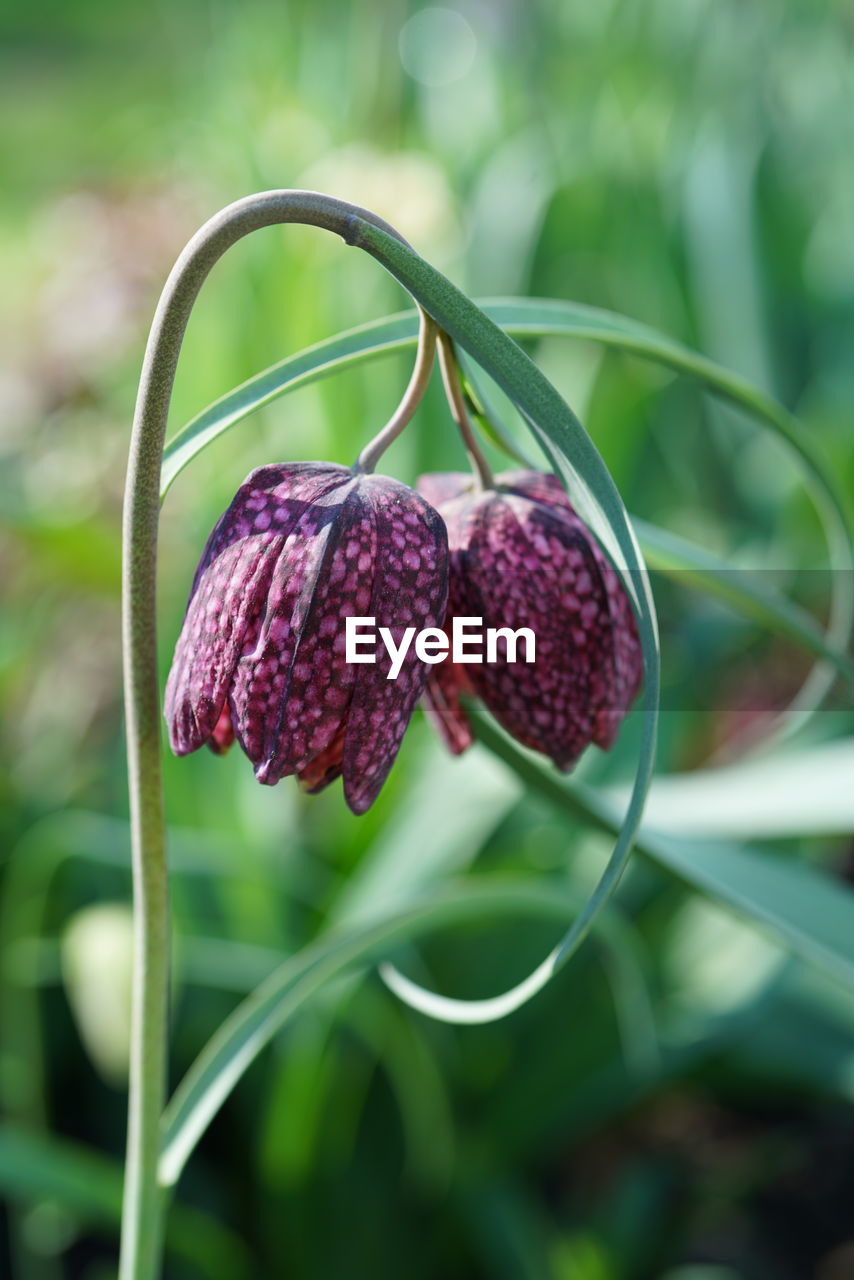 Close-up of flowers growing outdoors