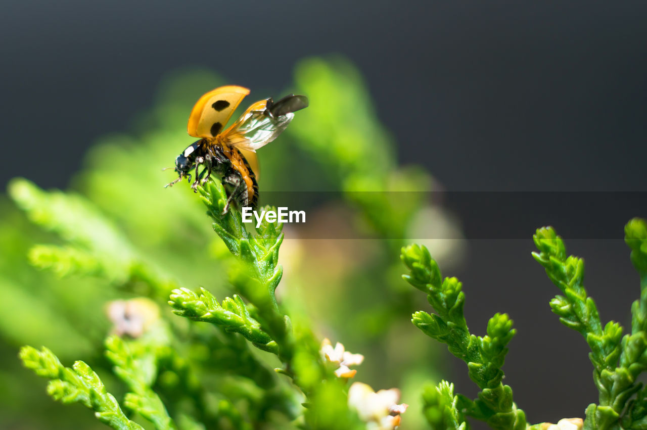 CLOSE-UP OF INSECT POLLINATING ON A FLOWER