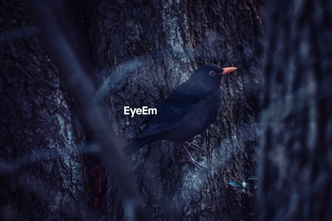 Close-up of bird perching on tree trunk