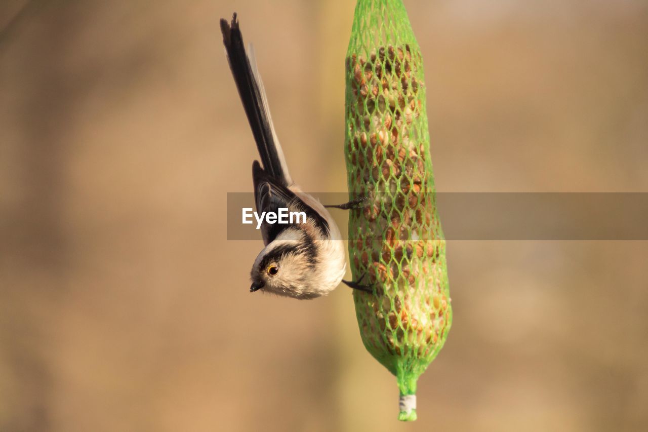 Close-up of bird on feeder