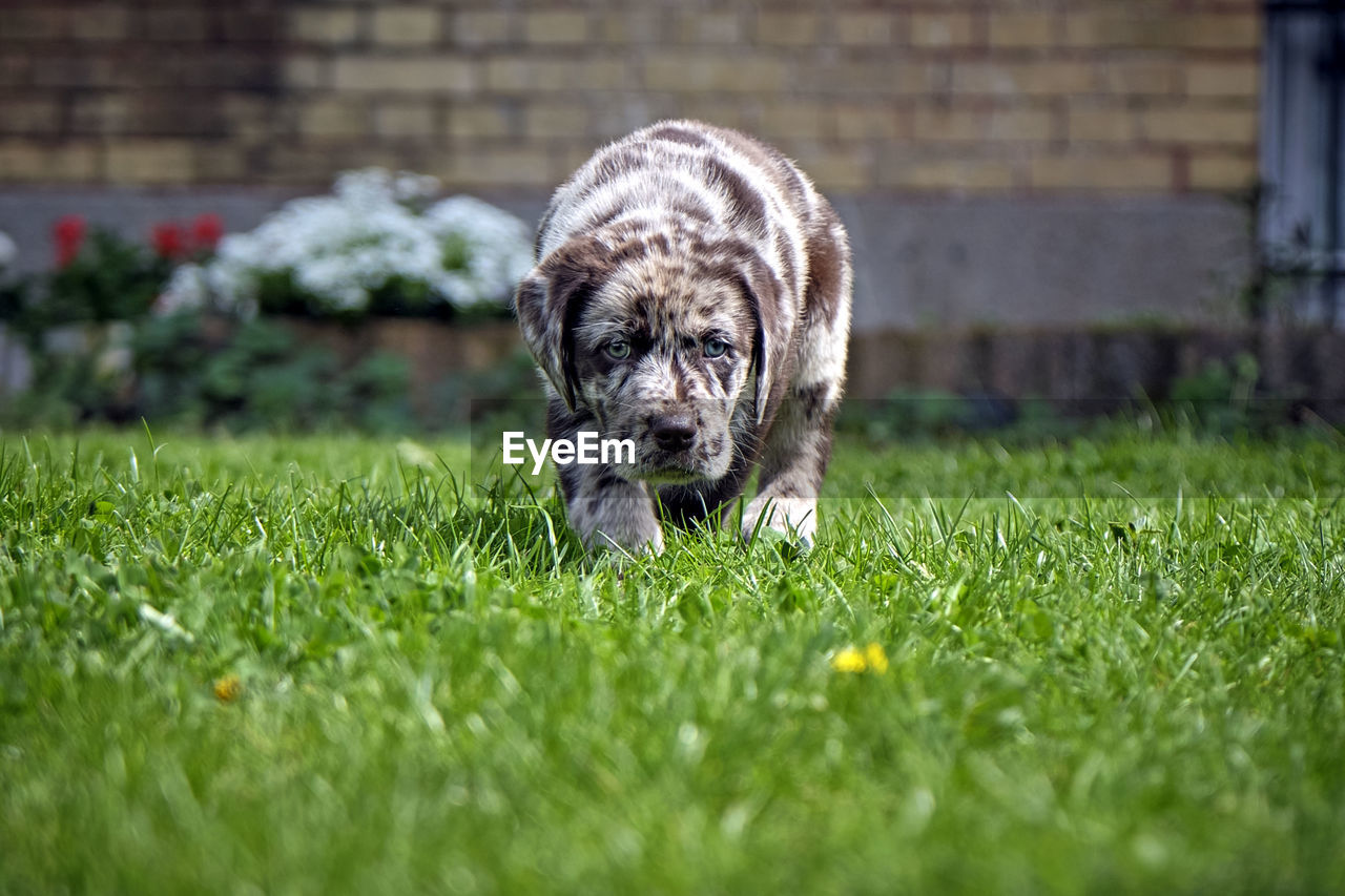 PORTRAIT OF DOG IN YARD