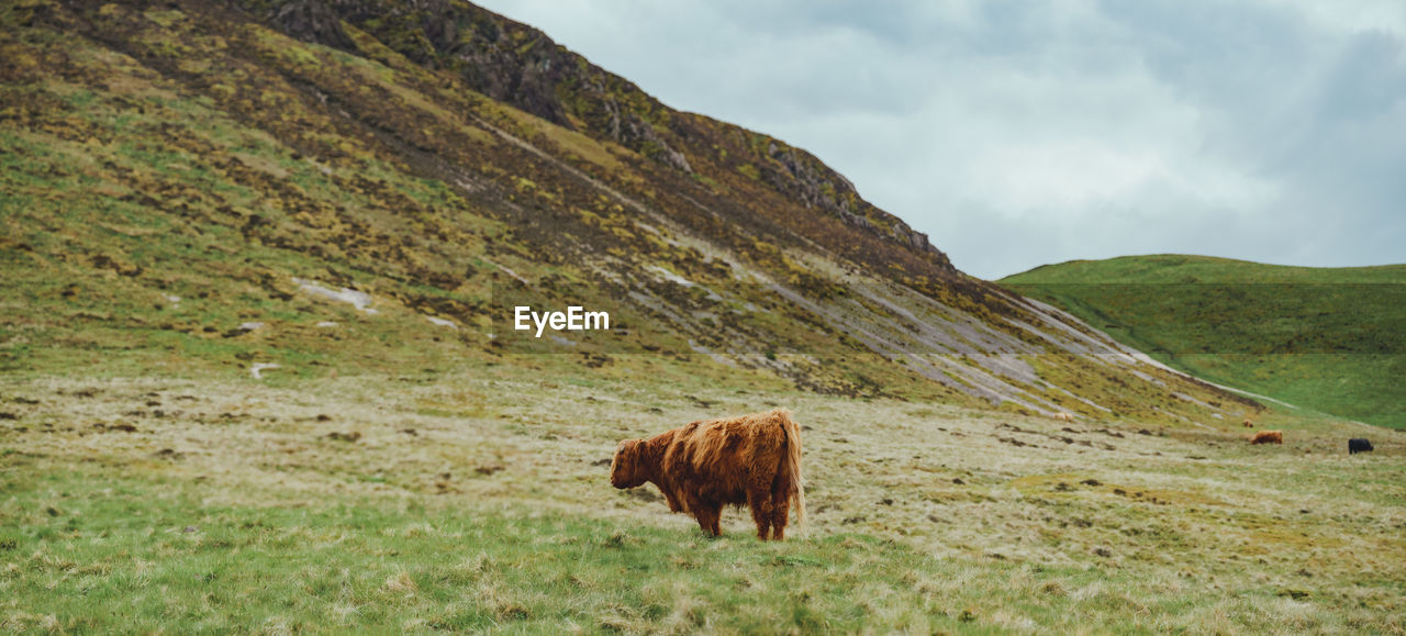 Panoramic view of highland cow standing in the scottish hills
