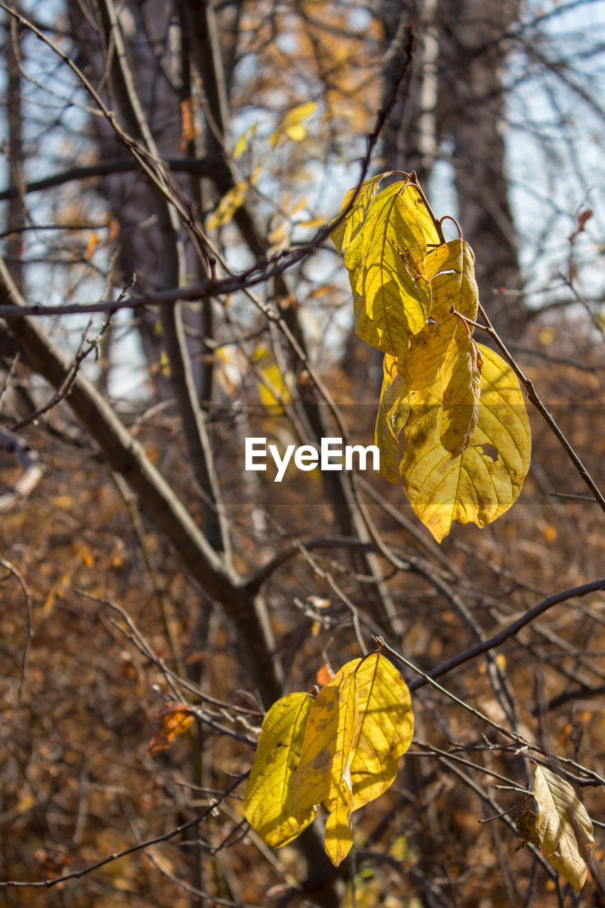 CLOSE-UP OF YELLOW AUTUMN LEAVES