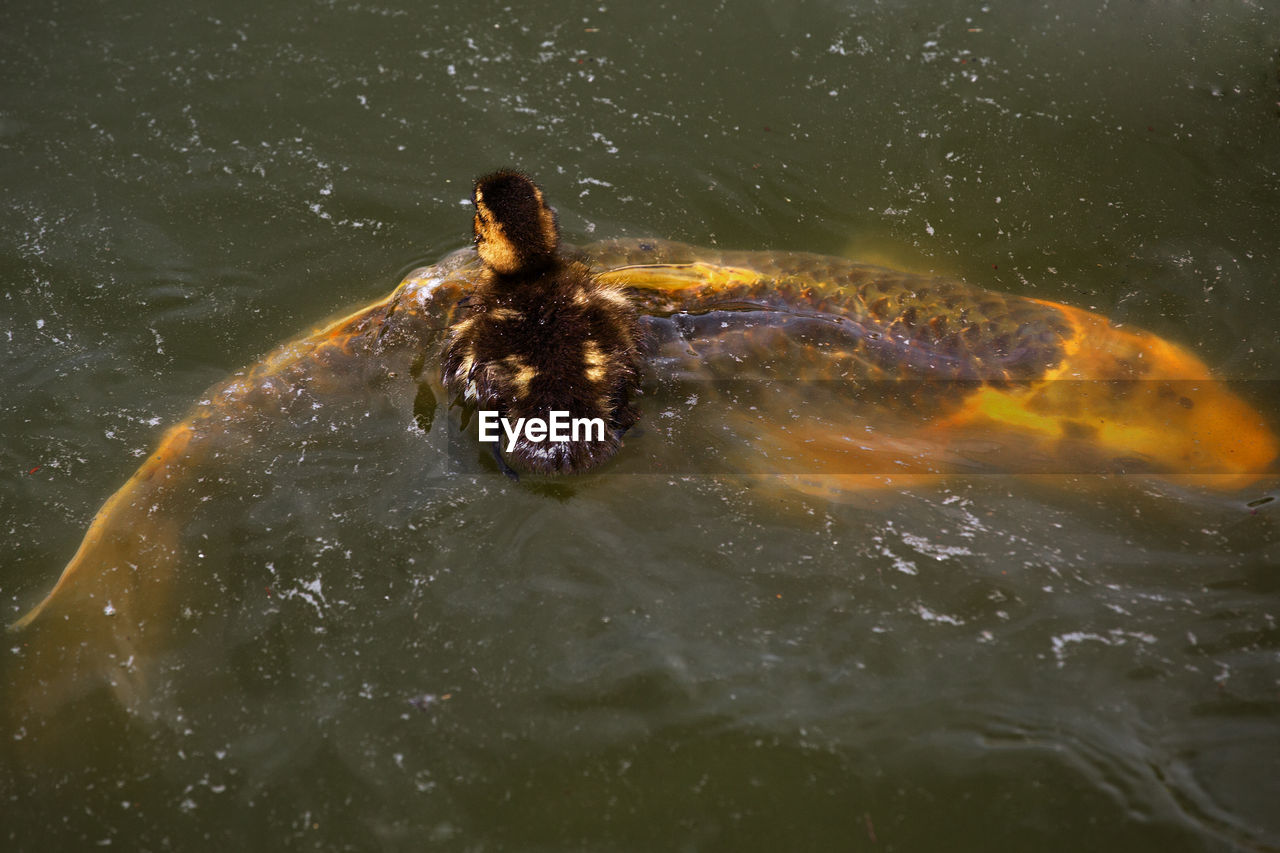 CLOSE-UP OF TURTLE IN WATER