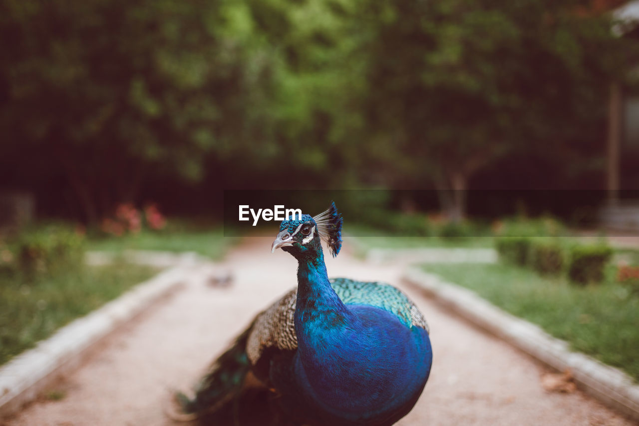 Indian peacock with feathers on neck and long pointed beak on walkway in summer garden