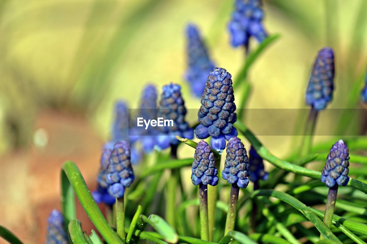 Close-up of purple flowering plants