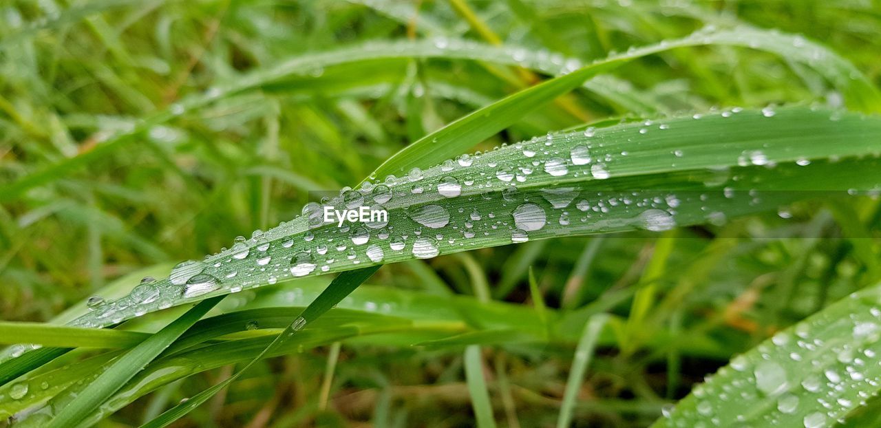 Close-up of water drops on leaf