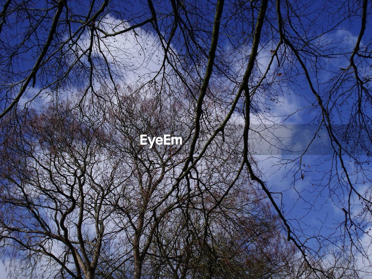 LOW ANGLE VIEW OF TREES AGAINST CLEAR SKY