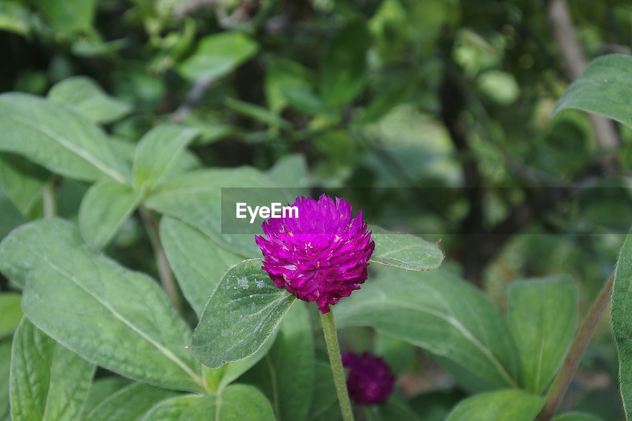 CLOSE-UP OF PINK FLOWER