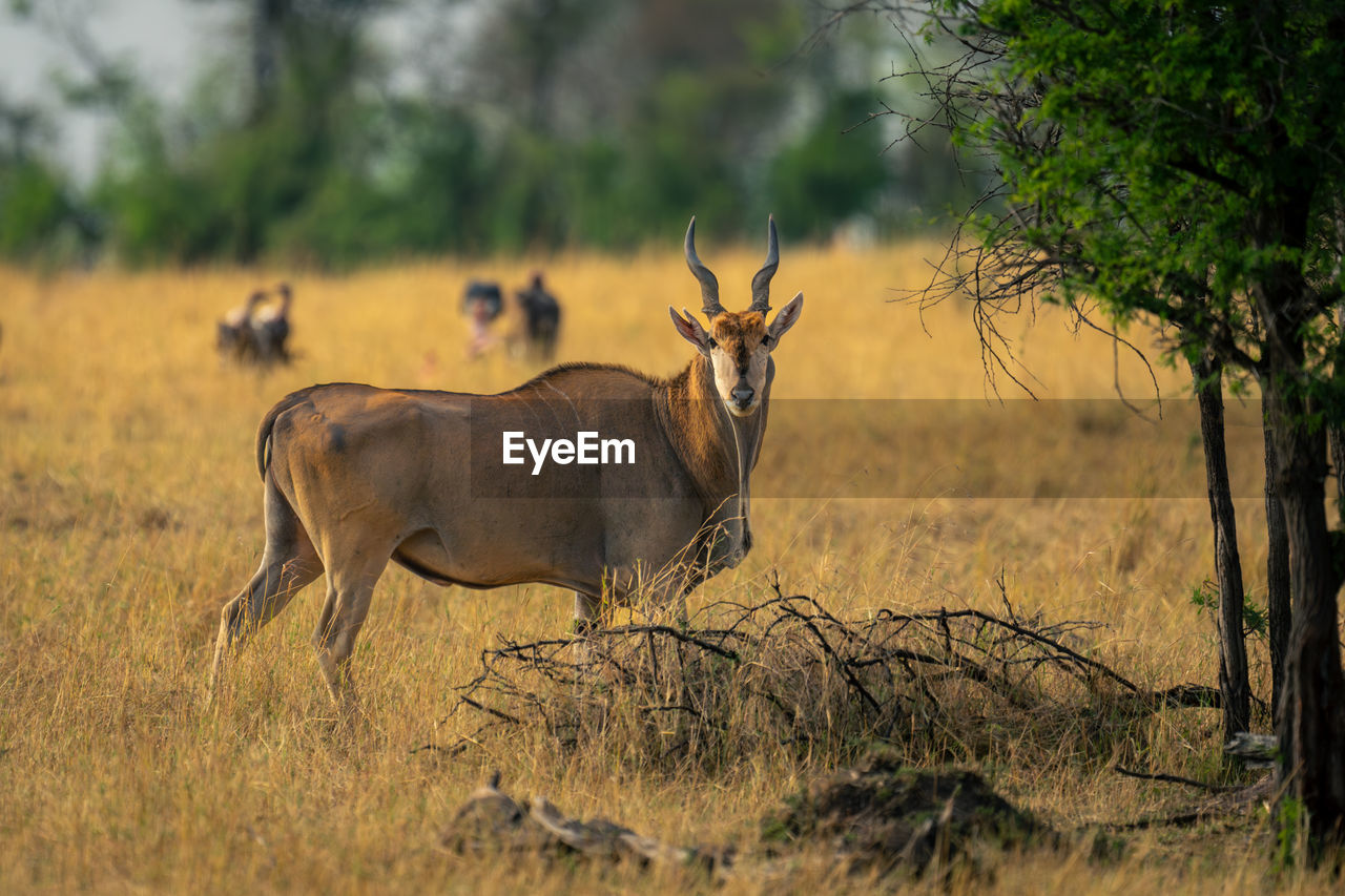 side view of deer standing on field