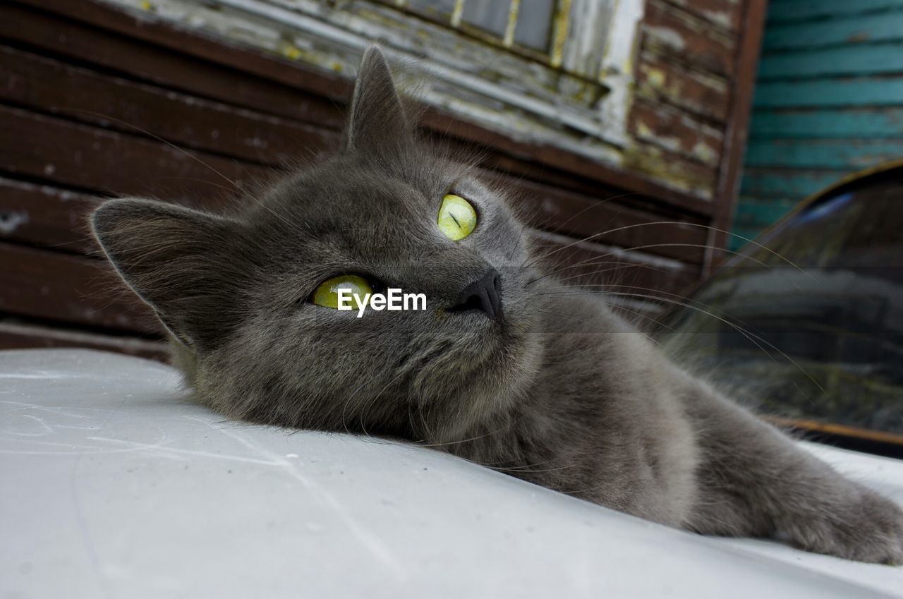 Portrait of cat on window