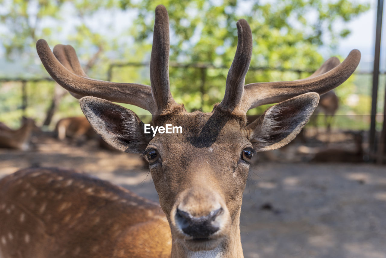 PORTRAIT OF DEER IN A HORSE