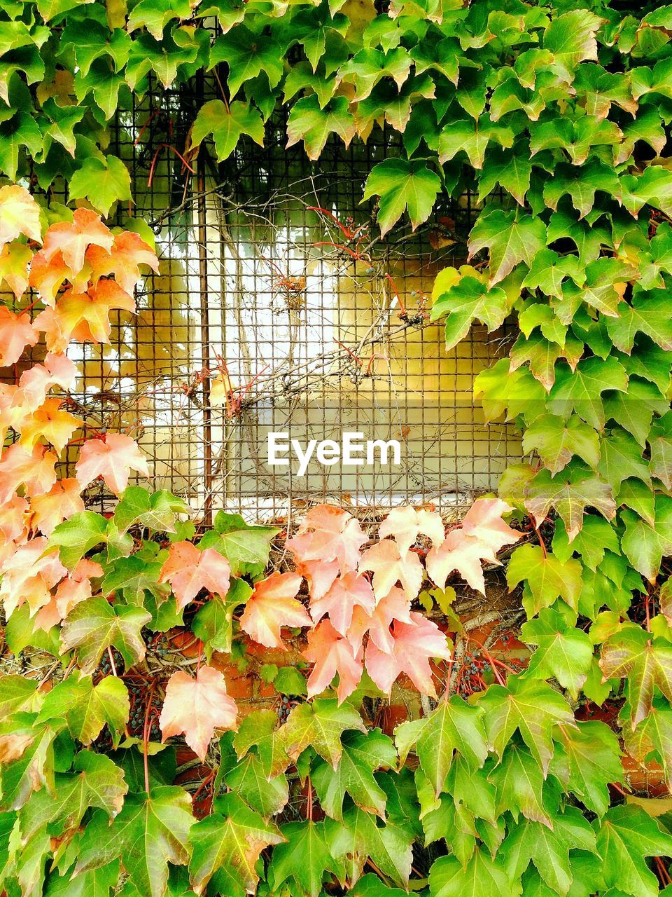 CLOSE-UP OF IVY IN AUTUMN