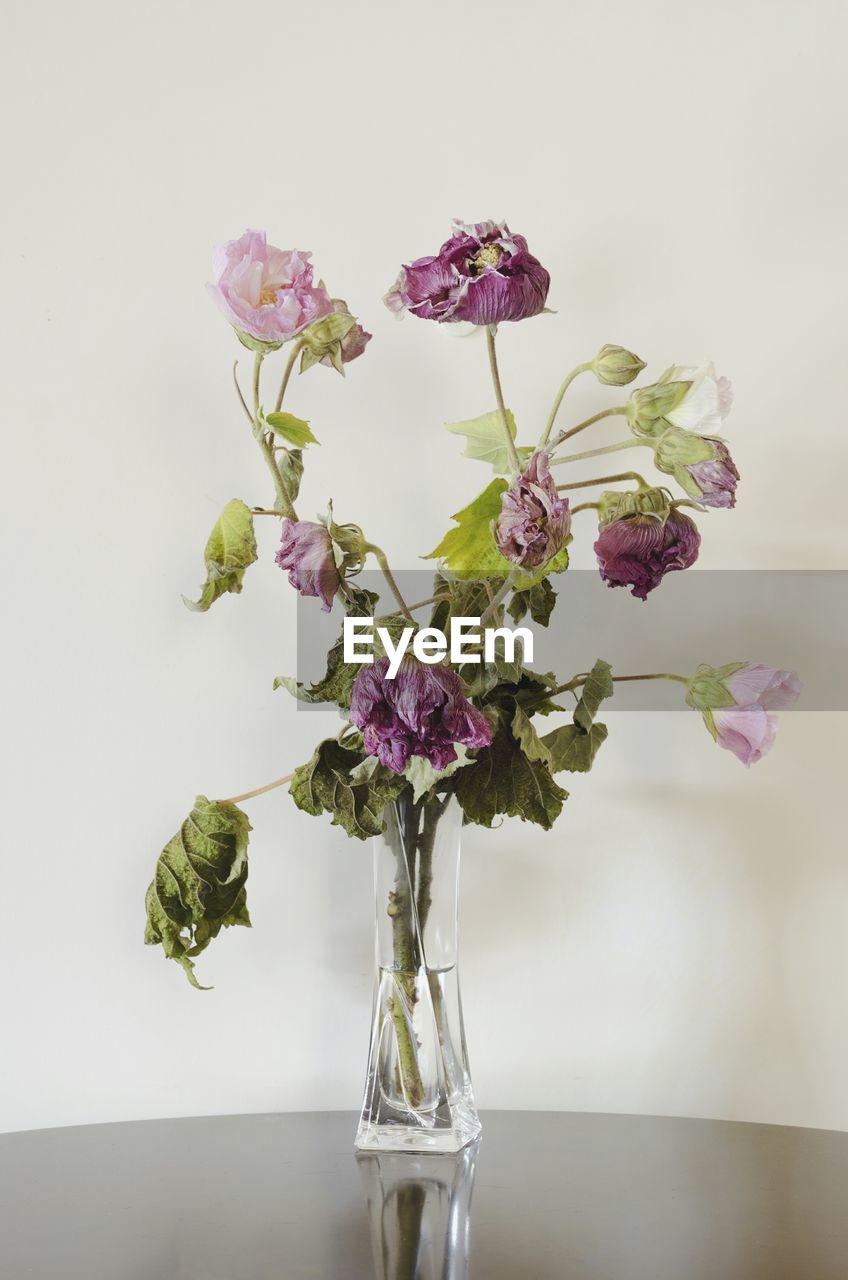 Close-up of pink wilted flowers in glass vase on table against white background