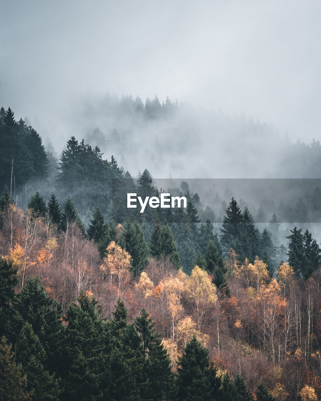 Scenic view of forest against sky during autumn