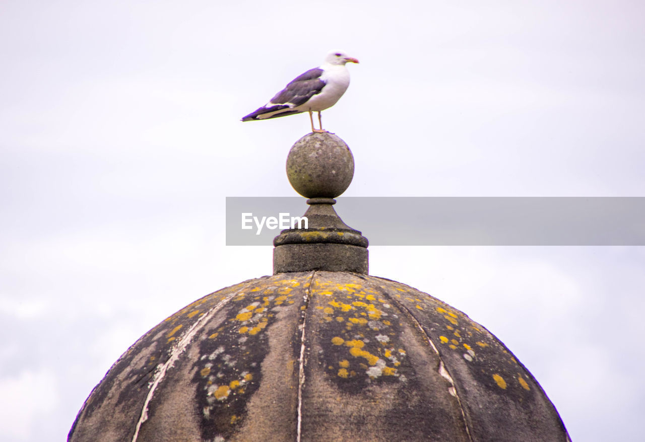 LOW ANGLE VIEW OF SEAGULL PERCHING ON WALL