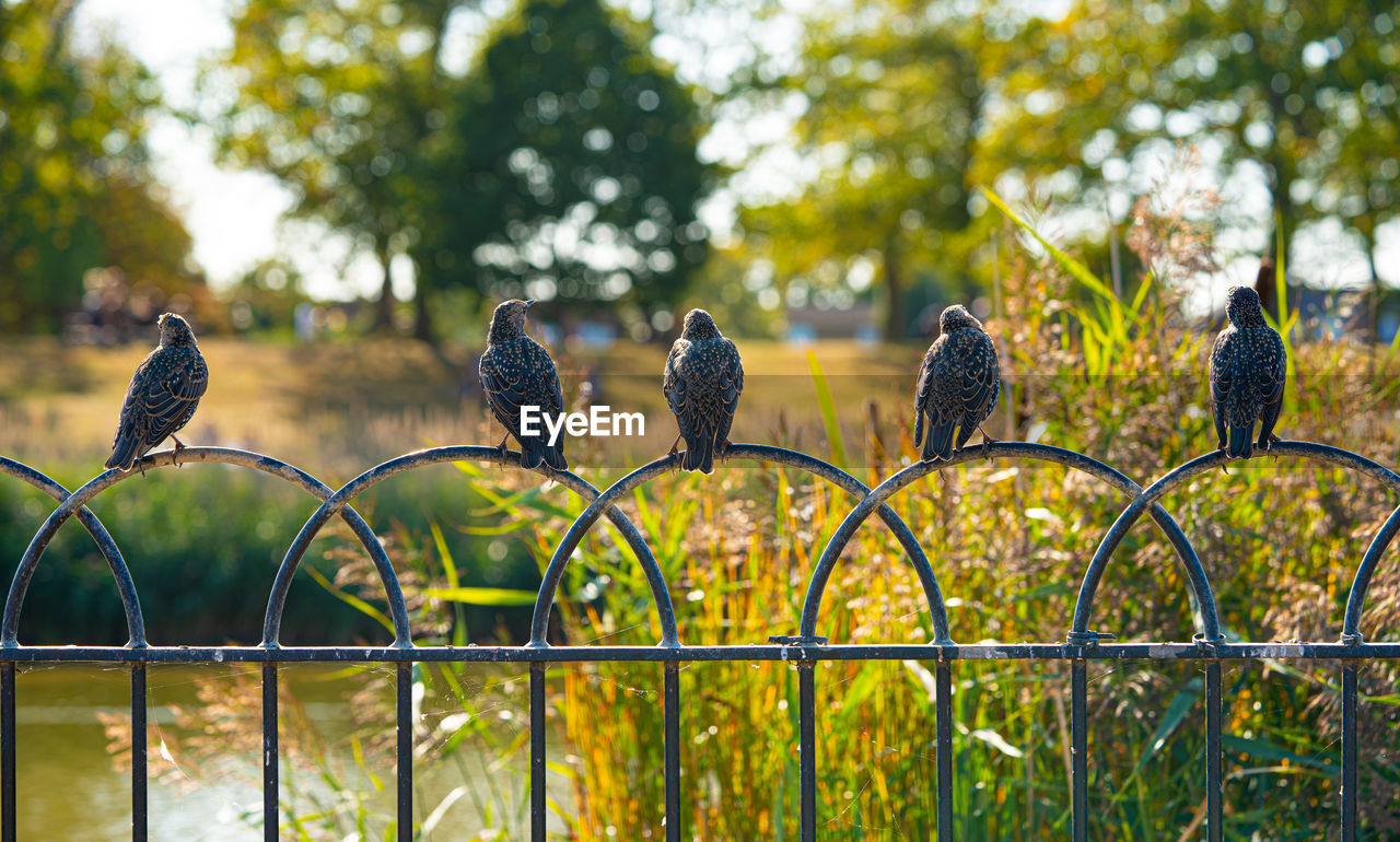 A group of starlings, mumuration or chattering or flock perched on metal fence posts