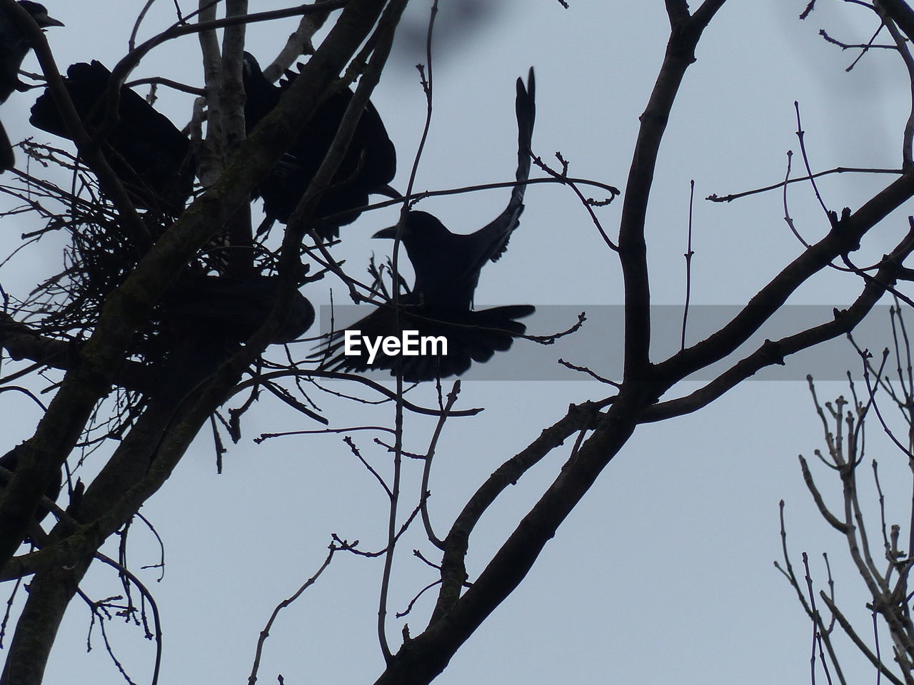 LOW ANGLE VIEW OF BIRD PERCHING ON BRANCH