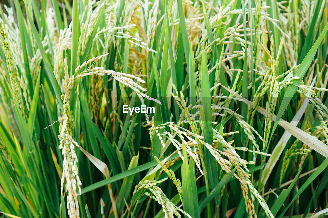 Full frame shot of crops growing on field