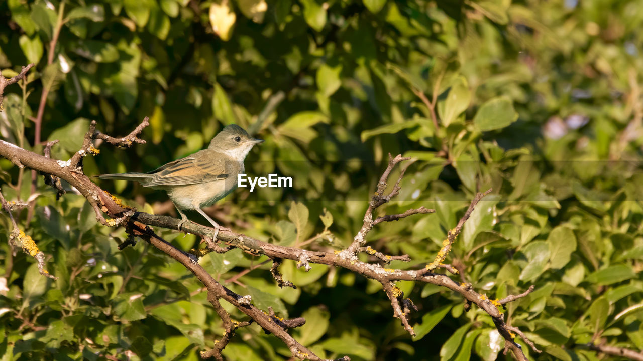 BIRD PERCHING ON TREE