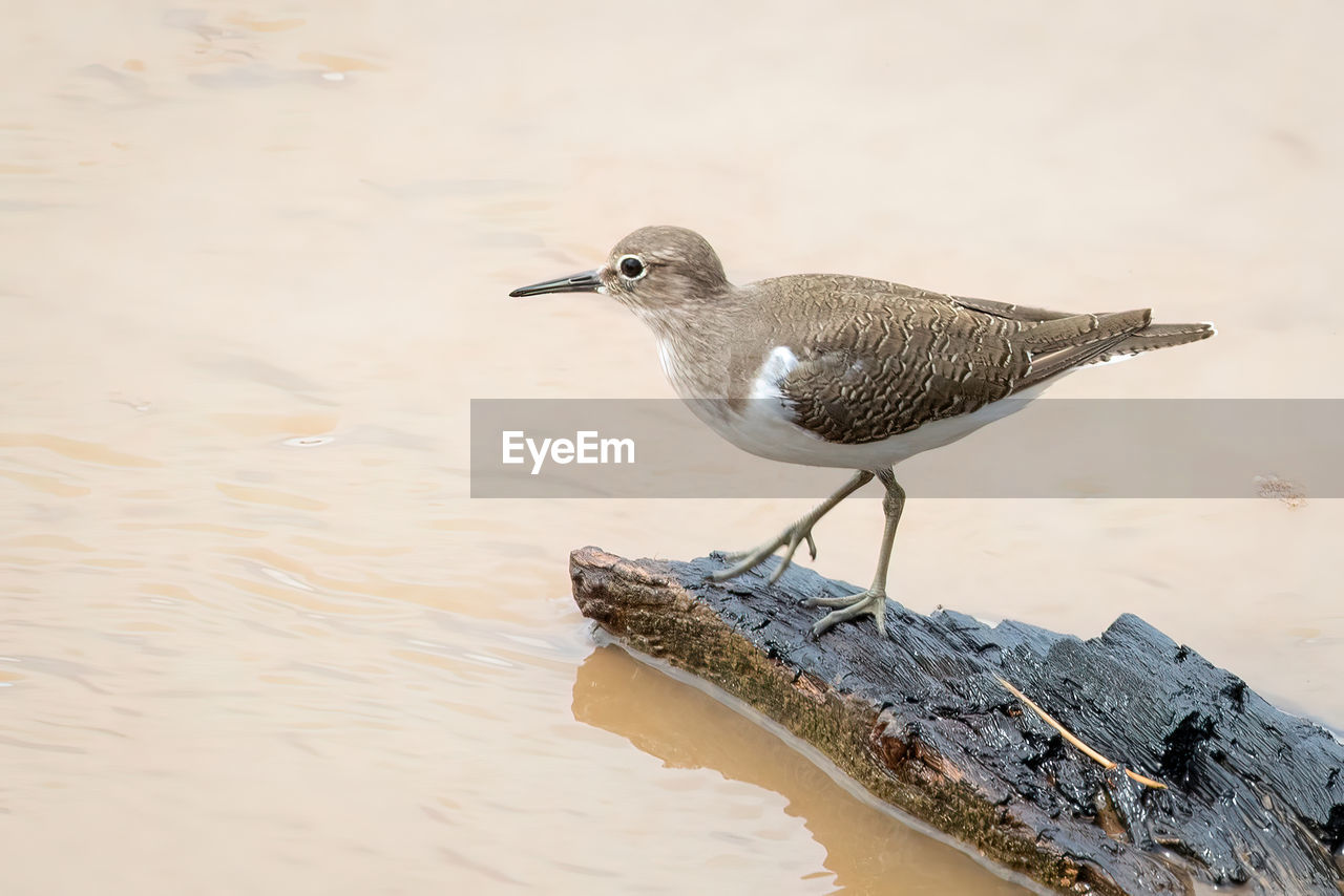 Image of common sandpiper bird looking for food in the swamp on nature background. bird. animals.