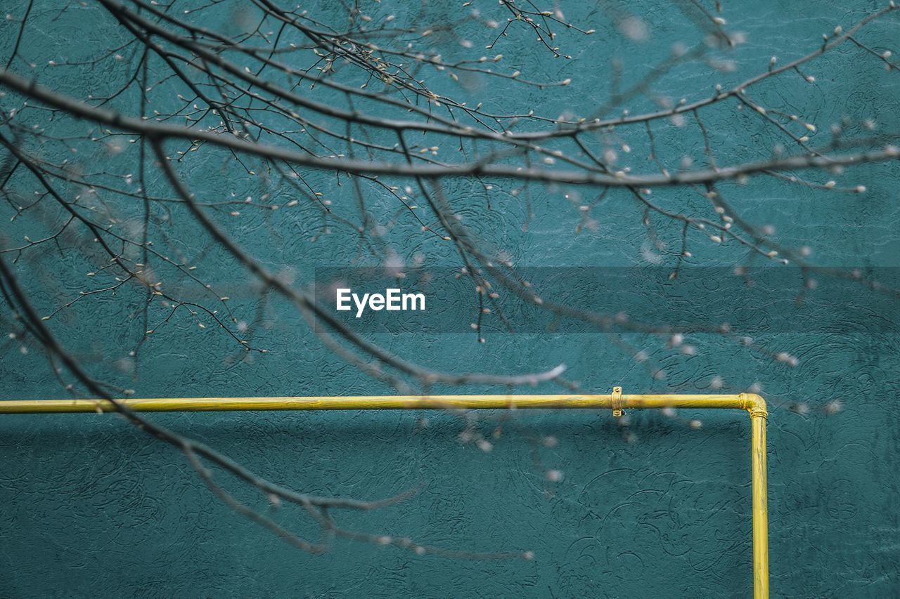 Low angle view of branches against blue wall